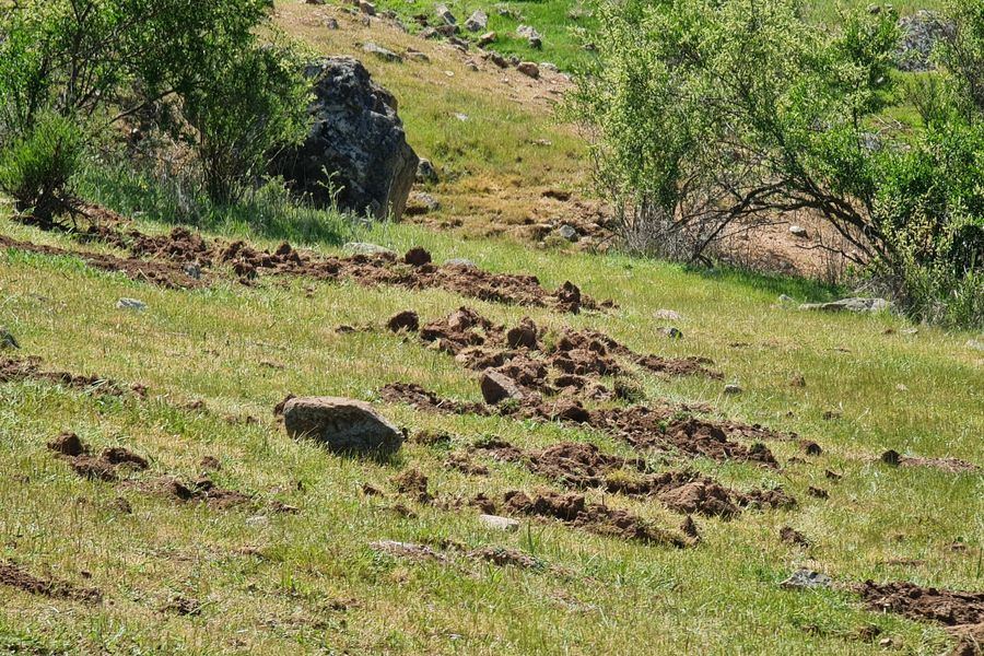 Ladera con madrigueras de cururo intervenidas
