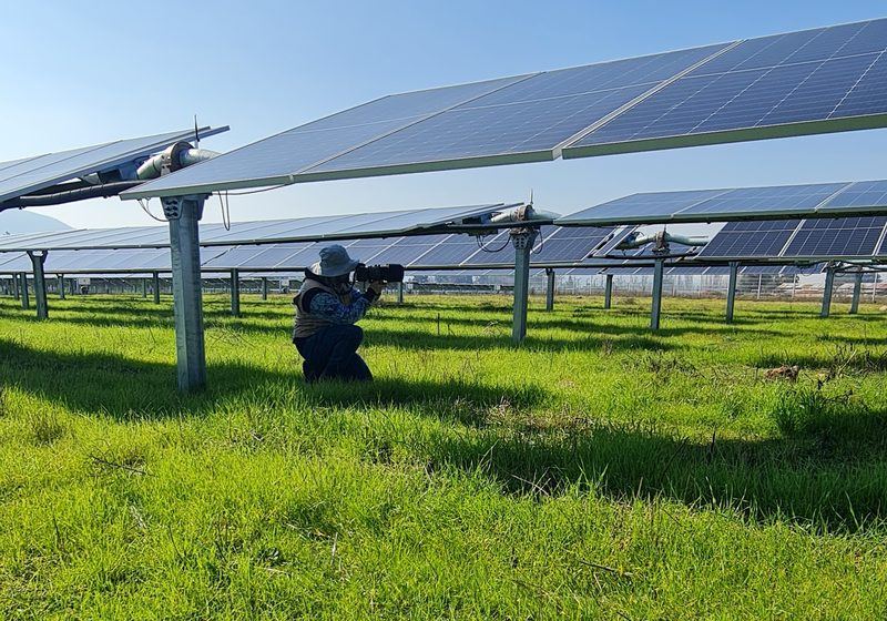 Especialista fotografiando aves bajo los paneles de un parque fotovoltaico